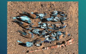 Drones and smart surveillance aid wildlife protection efforts in Oman: EA
