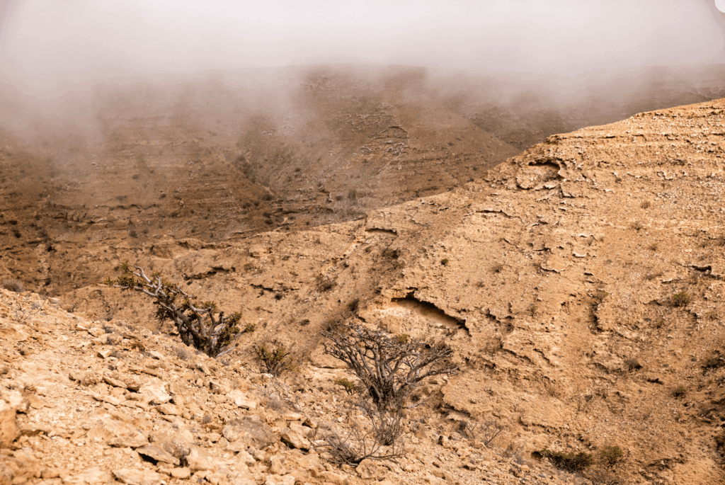 MAFWR and Amouage Collaborate to Enhance Frankincense