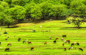 Dhofar Municipality warns against unlicensed Khareef activities