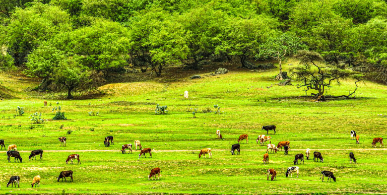 Dhofar Municipality warns against unlicensed Khareef activities