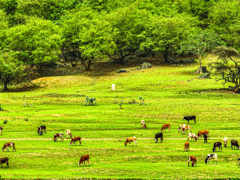 Dhofar Municipality warns against unlicensed Khareef activities