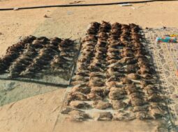EA apprehends three for illegal hunting in Dhofar