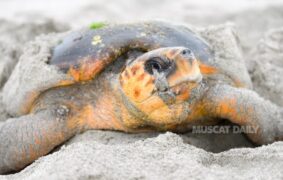EA document return of Loggerhead Turtle after 12 years in Masirah