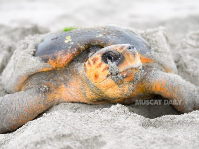EA document return of Loggerhead Turtle after 12 years in Masirah