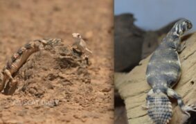 EA thwarts illegal attempt to smuggle endangered lizards