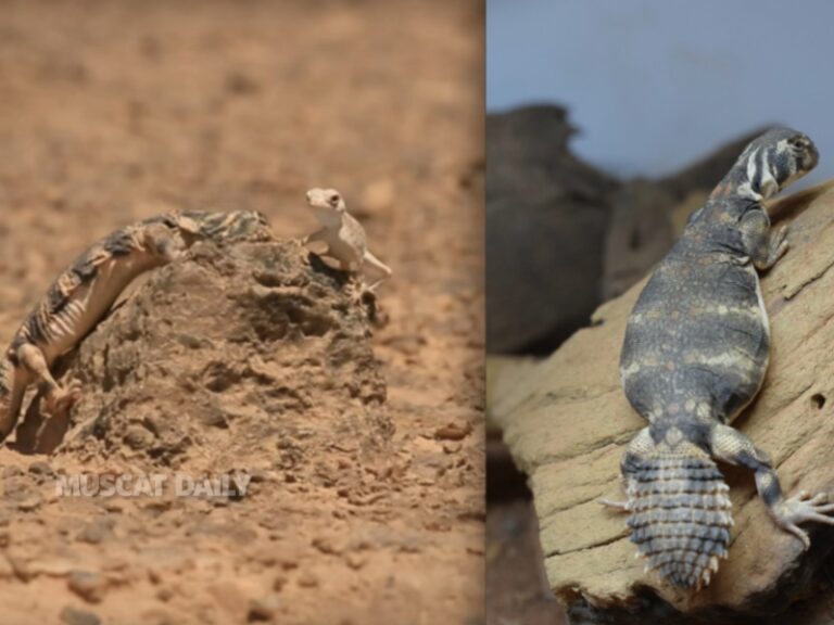 EA thwarts illegal attempt to smuggle endangered lizards