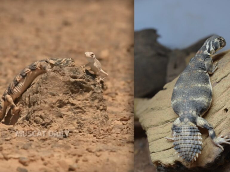 EA thwarts illegal attempt to smuggle endangered lizards