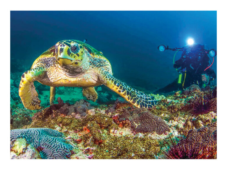 Visitors to Dimaniyat Islands surge 590% in 5 years