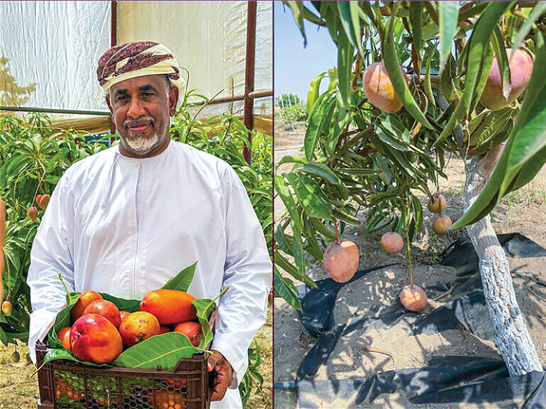 North Batinah gears up for Mango Festival 2026
