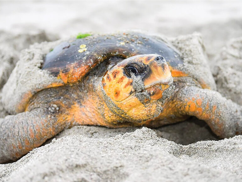 Loggerhead turtle returns to Masirah after 12 years