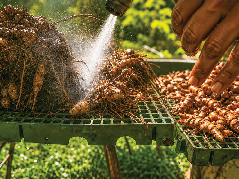 Turmeric farming Oman