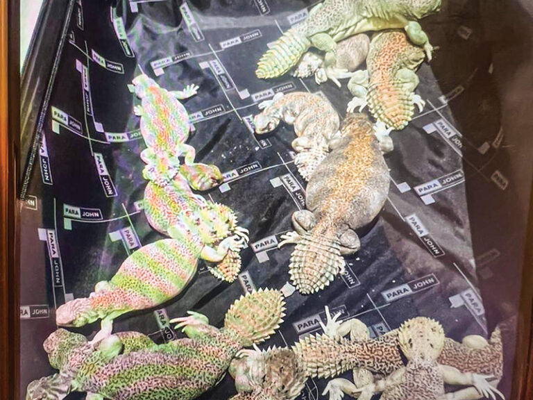 EA cracks down on violations, foils endangered lizard smuggling attempt