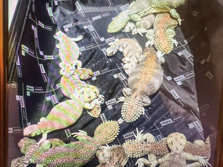 EA cracks down on violations, foils endangered lizard smuggling attempt