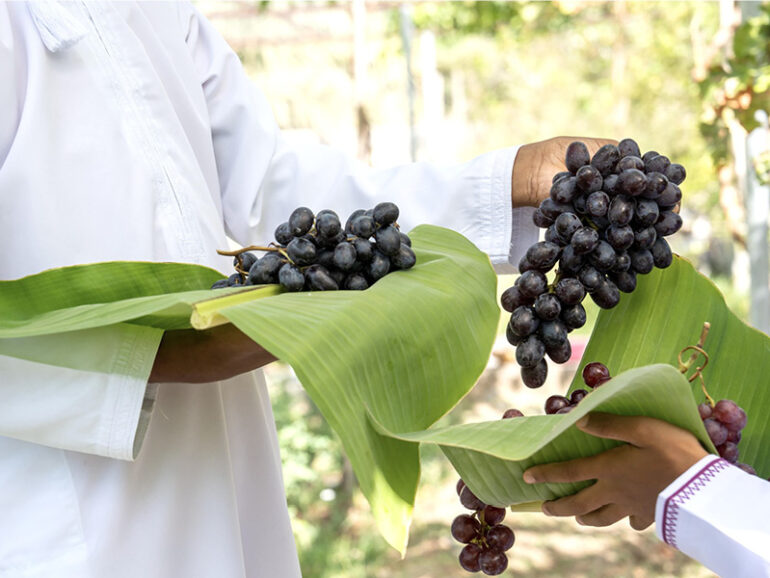 Grape cultivation boom drives 492% growth in N Sharqiyah