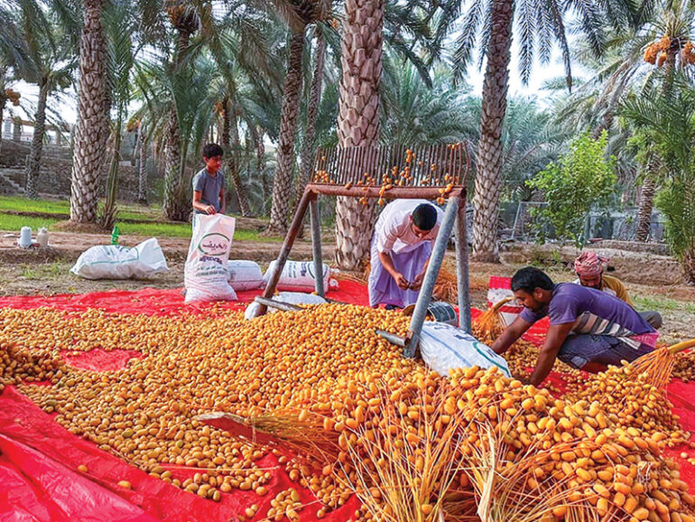 Tabseel season revives agricultural heritage in S Shariqyah 