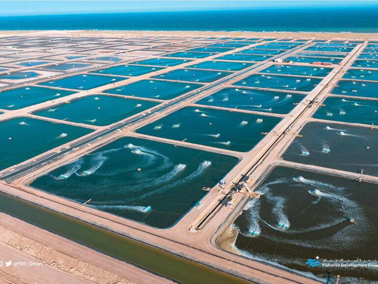 Qurun shrimp farm targets 3,200t output in 2026