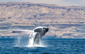Arabian Sea humpback whale journey from Oman to India