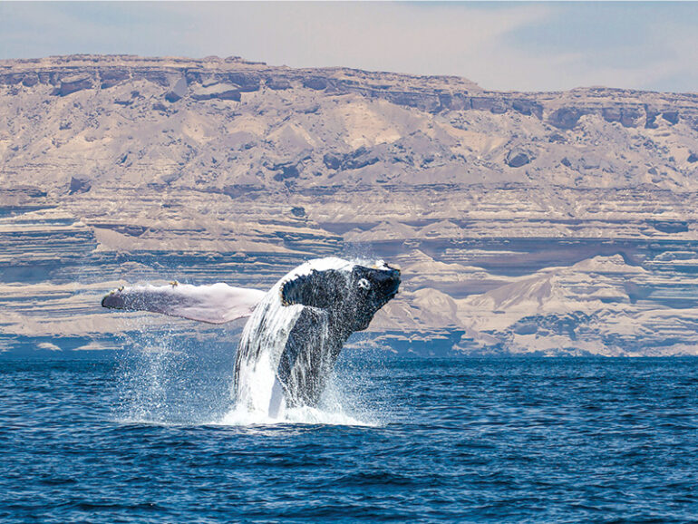 Arabian Sea humpback whale journey from Oman to India