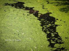 EA confirms natural algae bloom in Dhofar