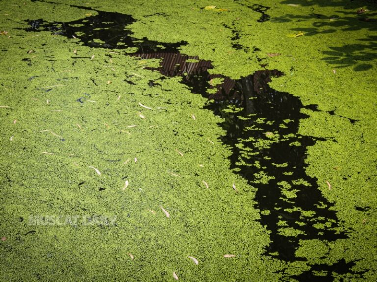 EA confirms natural algae bloom in Dhofar