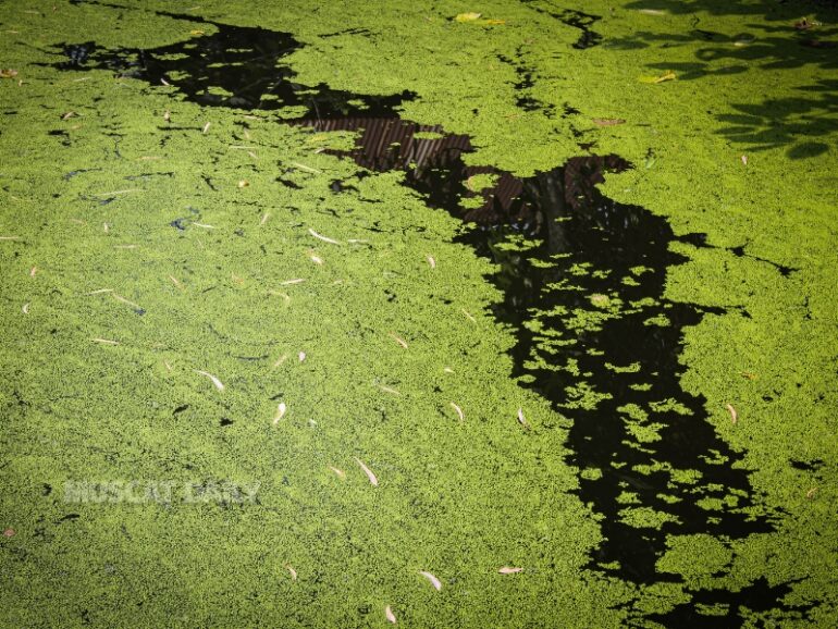 EA confirms natural algae bloom in Dhofar