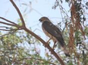 EA documents rare breeding of Shikra in Buraimi