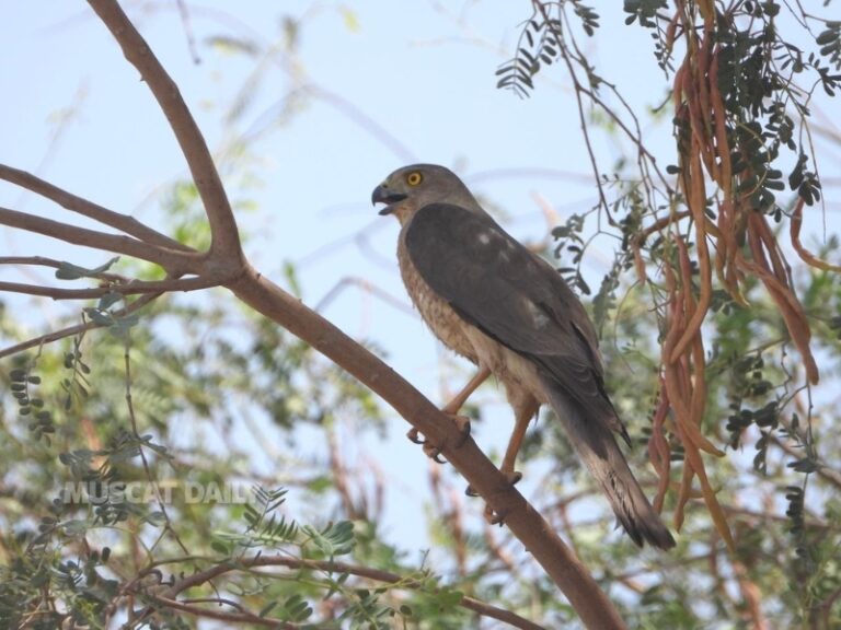 EA documents rare breeding of Shikra in Buraimi