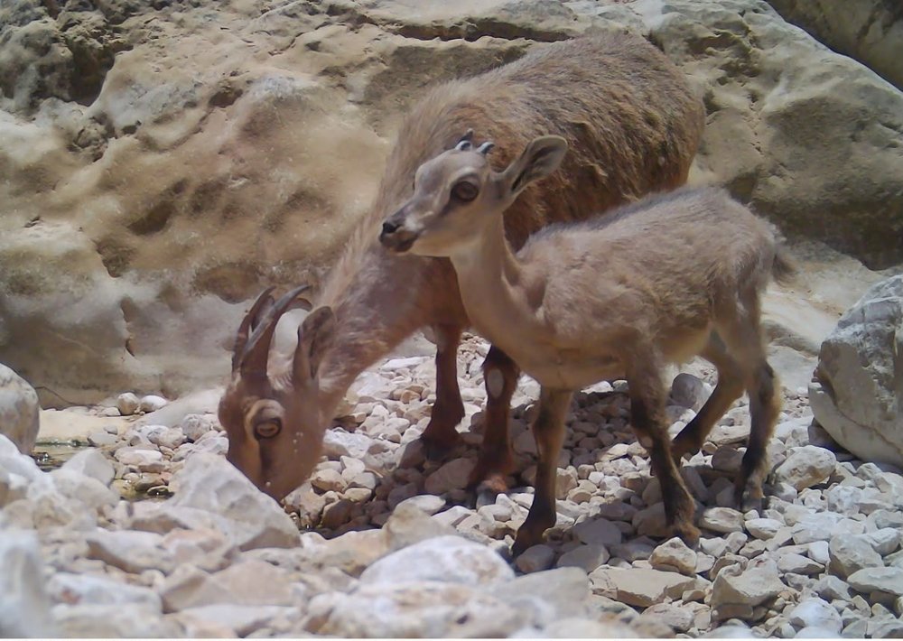 Rare endangered species documented in Dhahirah and Buraimi Natural Oasis Reserve