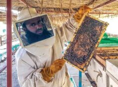 Honey production rises nearly 50% in last three years 