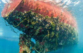 Hormuz closure could spark global marine invasion, scientists warn