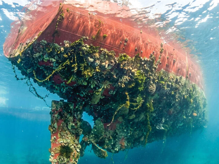 Hormuz closure could spark global marine invasion, scientists warn