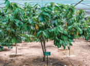 Dhofar farm succeeds in growing cocoa after decade of research