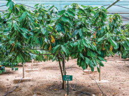 Dhofar farm succeeds in growing cocoa after decade of research