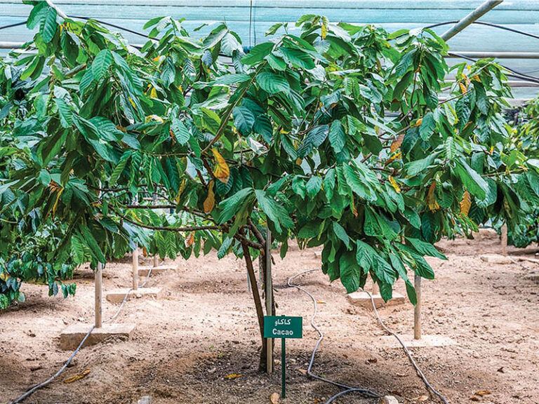 Dhofar farm succeeds in growing cocoa after decade of research