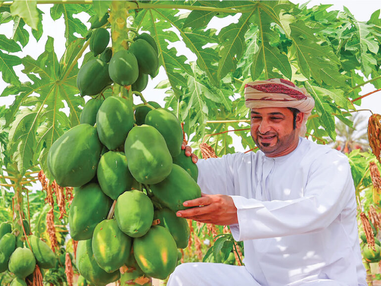Papaya farming shows promise for agricultural diversification