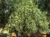 Jabal Akhdar produces 90,000 litres of olive oil worth RO1.03mn