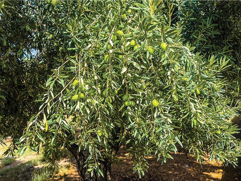 Jabal Akhdar produces 90,000 litres of olive oil worth RO1.03mn