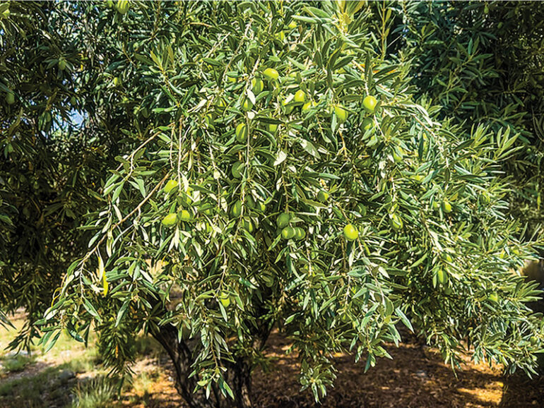 Jabal Akhdar produces 90,000 litres of olive oil worth RO1.03mn