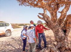 New standards set to boost frankincense quality, global competitiveness