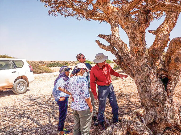 New standards set to boost frankincense quality, global competitiveness