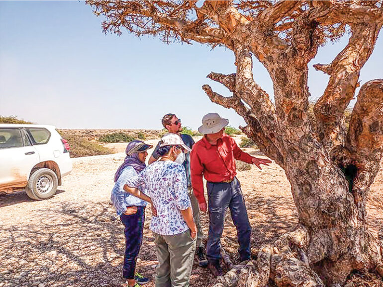 New standards set to boost frankincense quality, global competitiveness