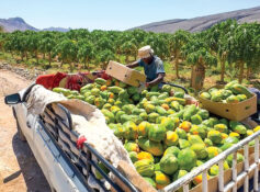 Nizwa farmer turns 4 acres into thriving papaya venture 