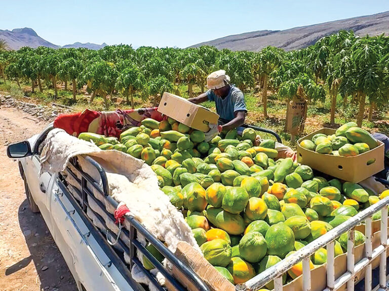 Nizwa farmer turns 4 acres into thriving papaya venture 