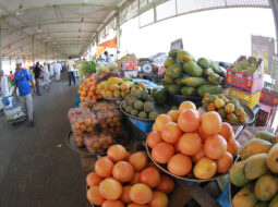 Engineering solutions could halve post-harvest losses: SQU study