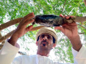 Al Saleel Nature Reserve ghaf tree conservation