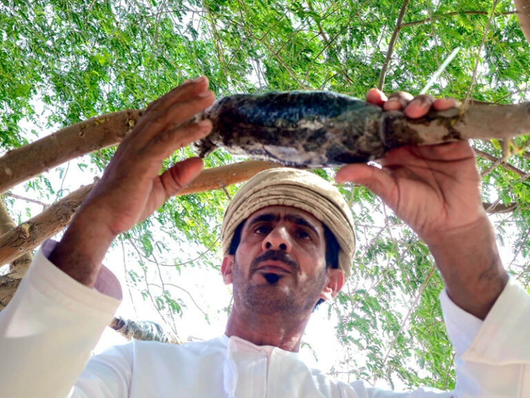 Al Saleel Nature Reserve ghaf tree conservation