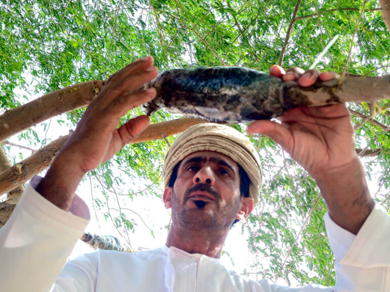 Al Saleel Nature Reserve ghaf tree conservation