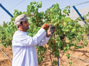 Bahla farmer turns love for grapes into booming vineyard