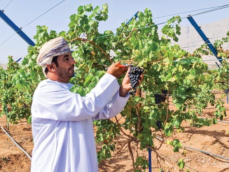 Bahla farmer turns love for grapes into booming vineyard