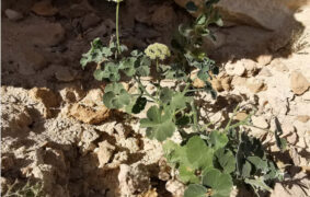 Newly discovered plant named after Oman added to global flora catalogue